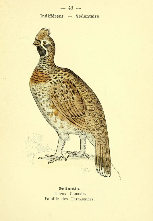 an antique illustration of a bird with a beak