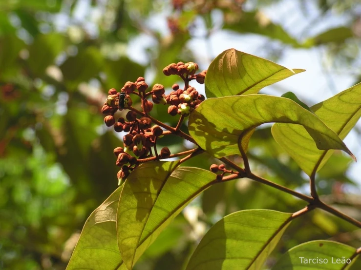 green leaves with flowers and stems growing from them