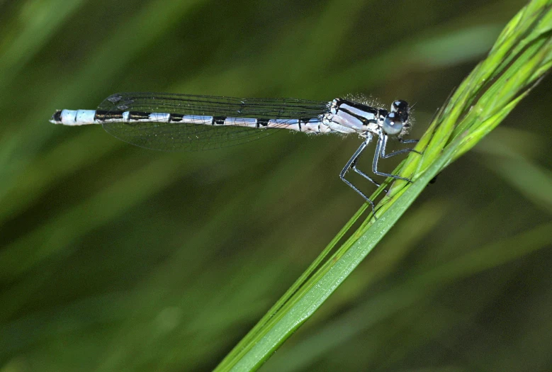 a large bug is sitting on a green stem