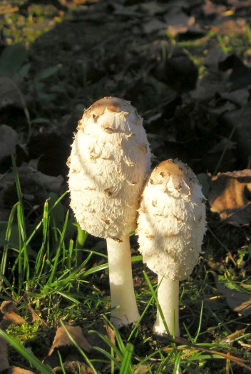two mushrooms standing together on a patch of grass