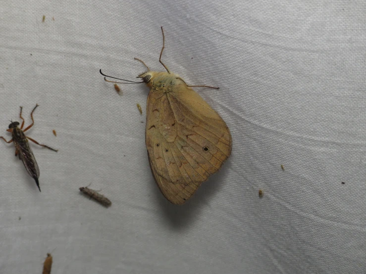 a brown insect on a table next to a couple of bugs