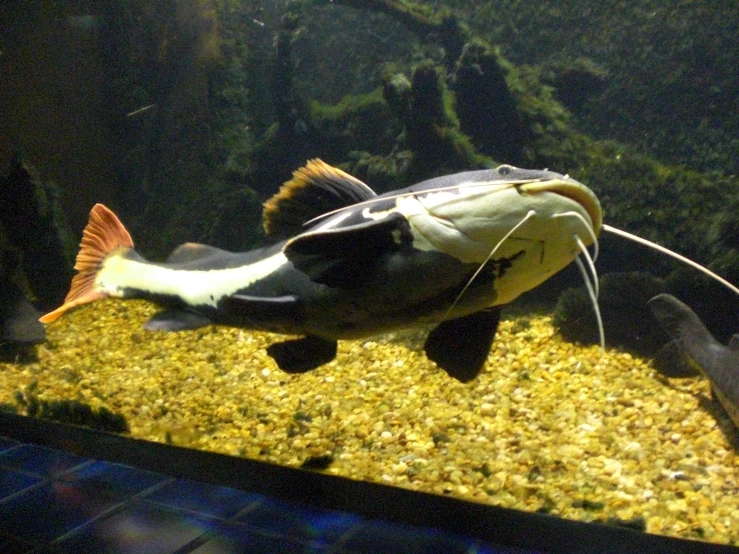 this fish is sitting in an aquarium tank and its mouth is open