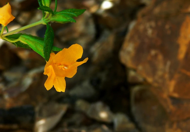 a small orange flower on the stem of a plant