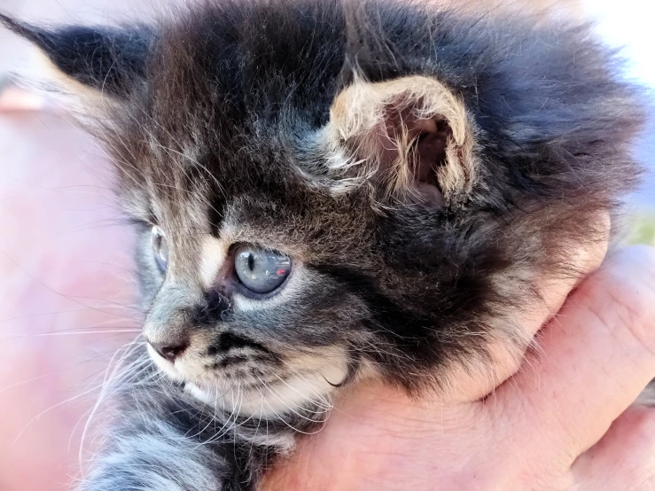 a kitten with black hair being held in someone's hands