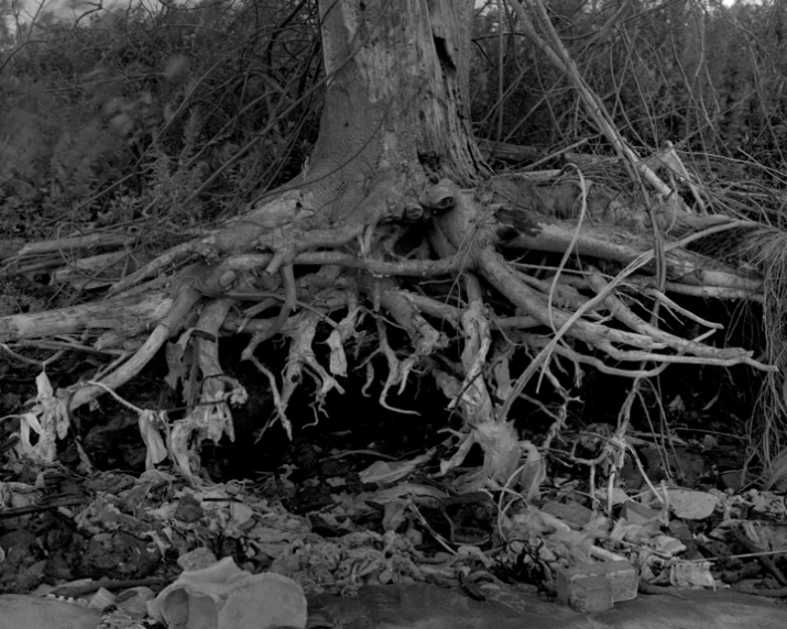 a small tree that is growing on the ground