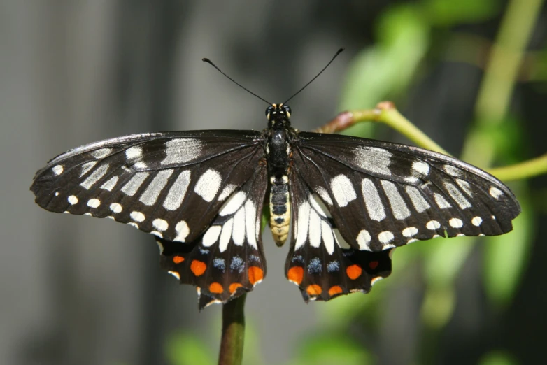 a erfly on top of a flower that looks like an orange and white erfly