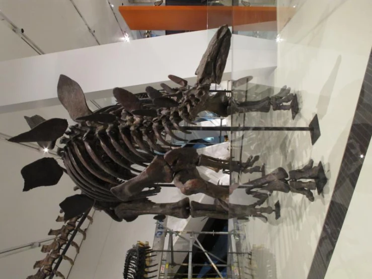 a skeleton of a horse is shown on display