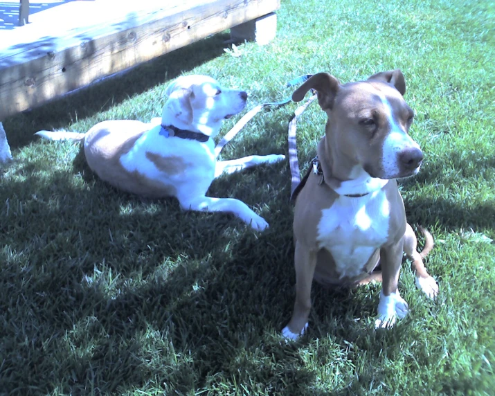 two dogs lying in the grass, one with his paw in a leash