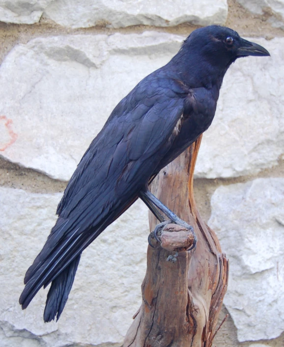 a black crow sitting on top of a tree stump