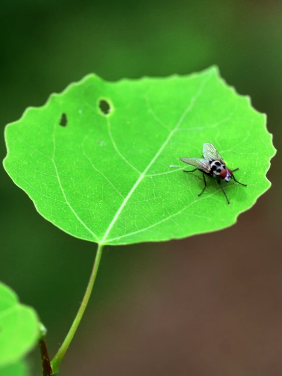 a fly is sitting on the top of a leaf