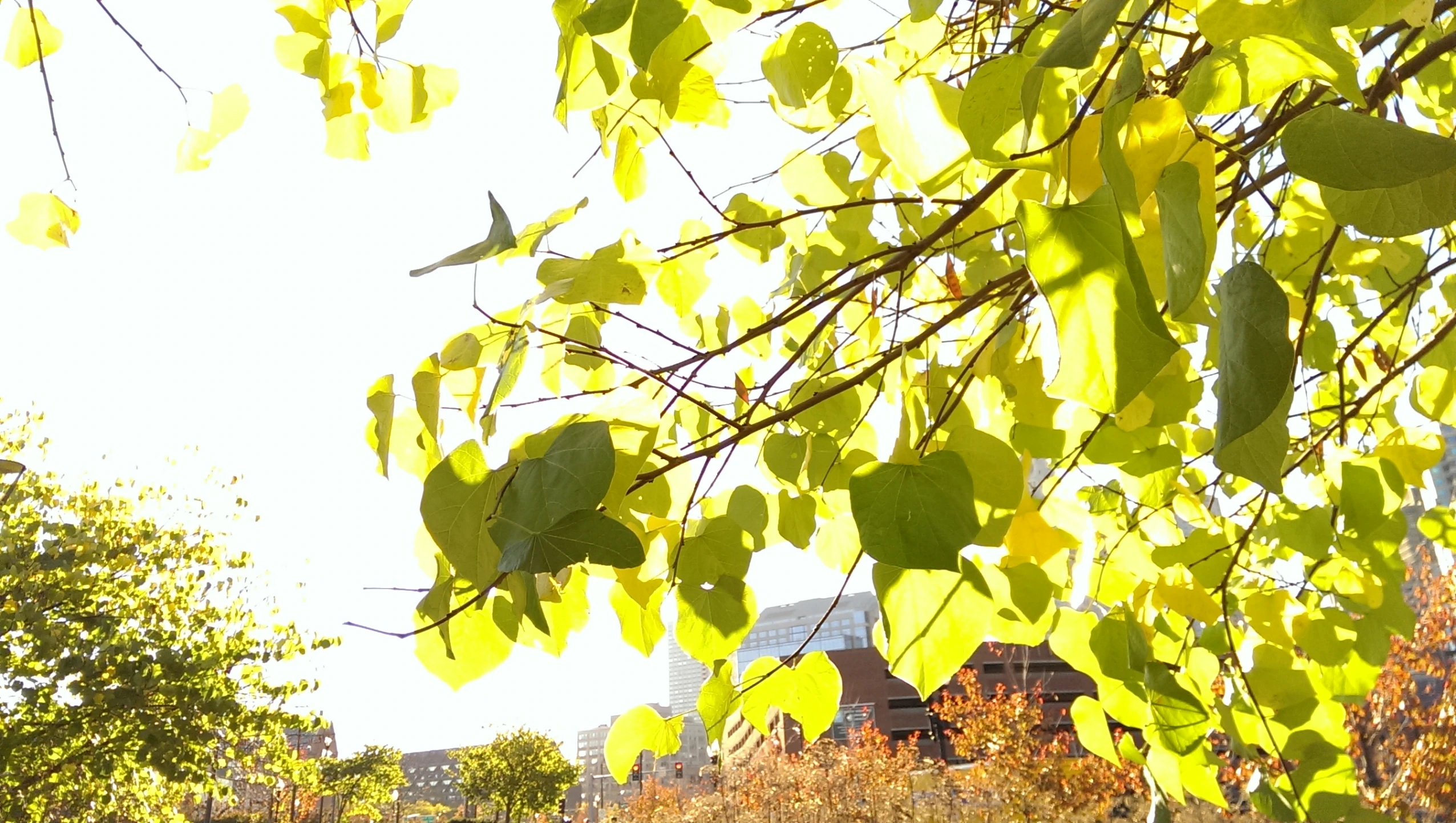 green leaves hanging over the tops of trees