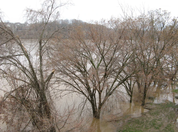 the water is very brown from flooding in the area