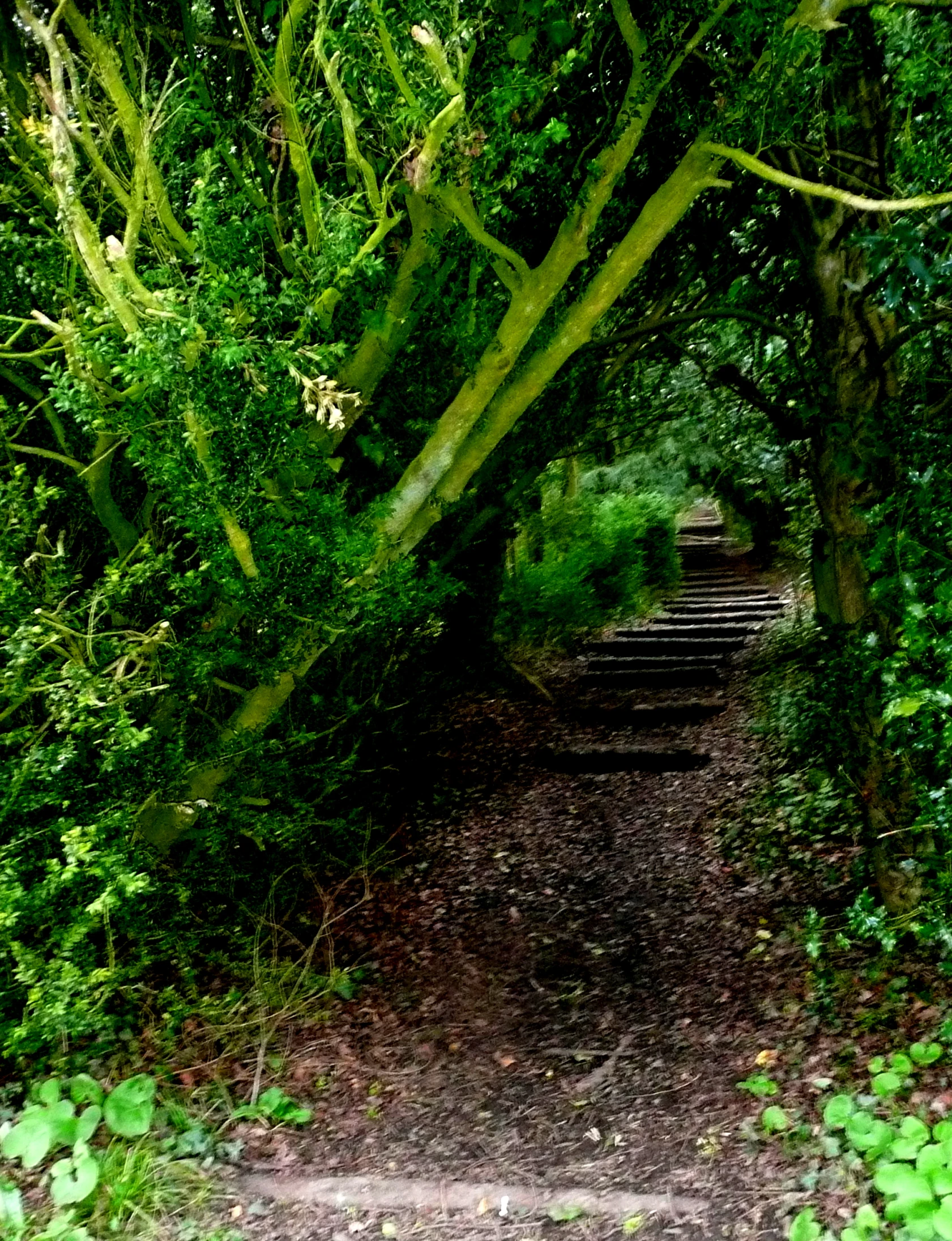 the path to a forest is blocked by thin trees