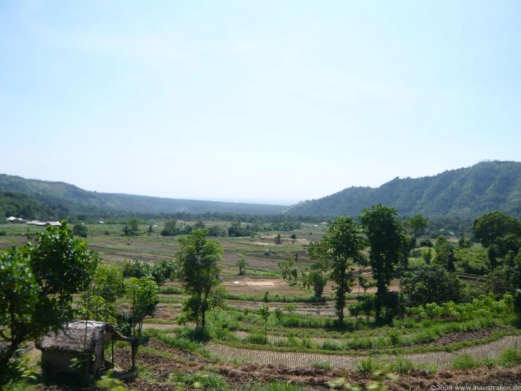 some plants and trees are on the hill