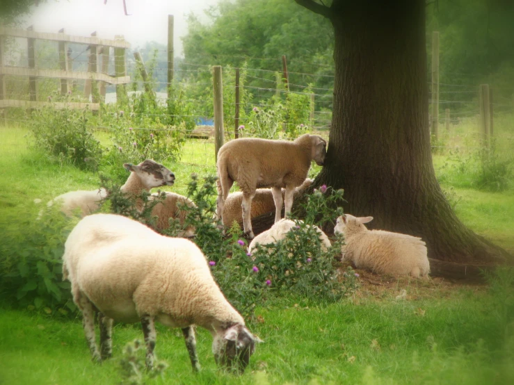 there are sheep in the grassy area beside a tree