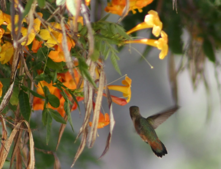 a small humming bird flying past some yellow flowers