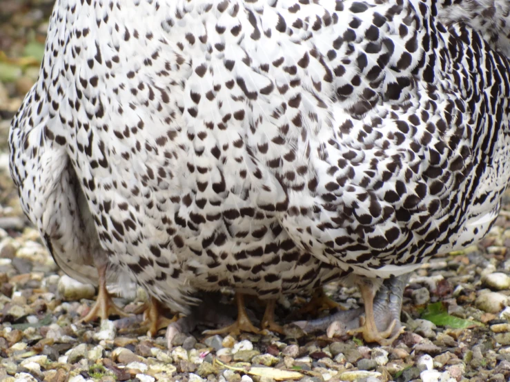 the bird has a white and black spotted tail