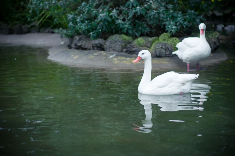 two white swans are in the water near some bushes