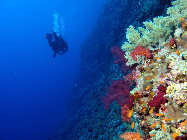 a man is swimming in the ocean near the coral reef