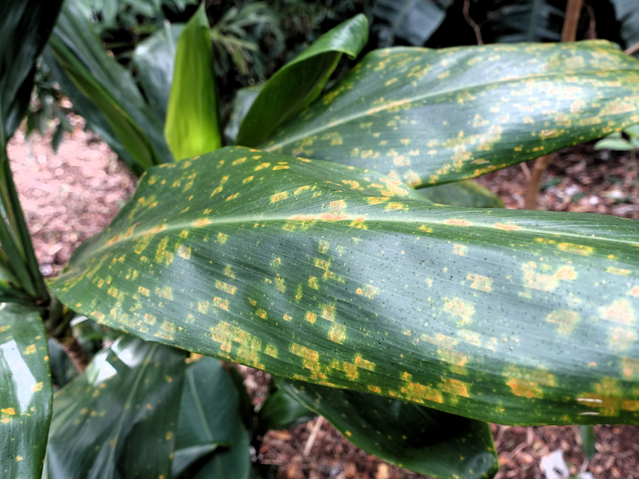 an extremely bright green leaf with yellow streaks