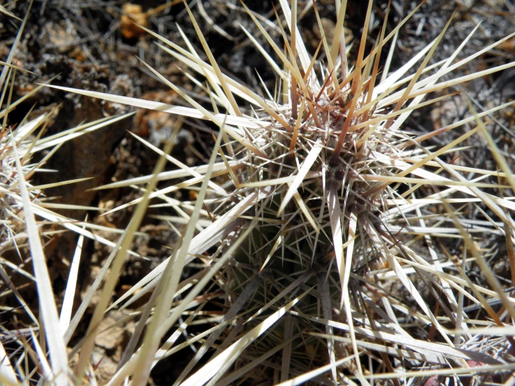 closeup of a cactus plant showing the spines