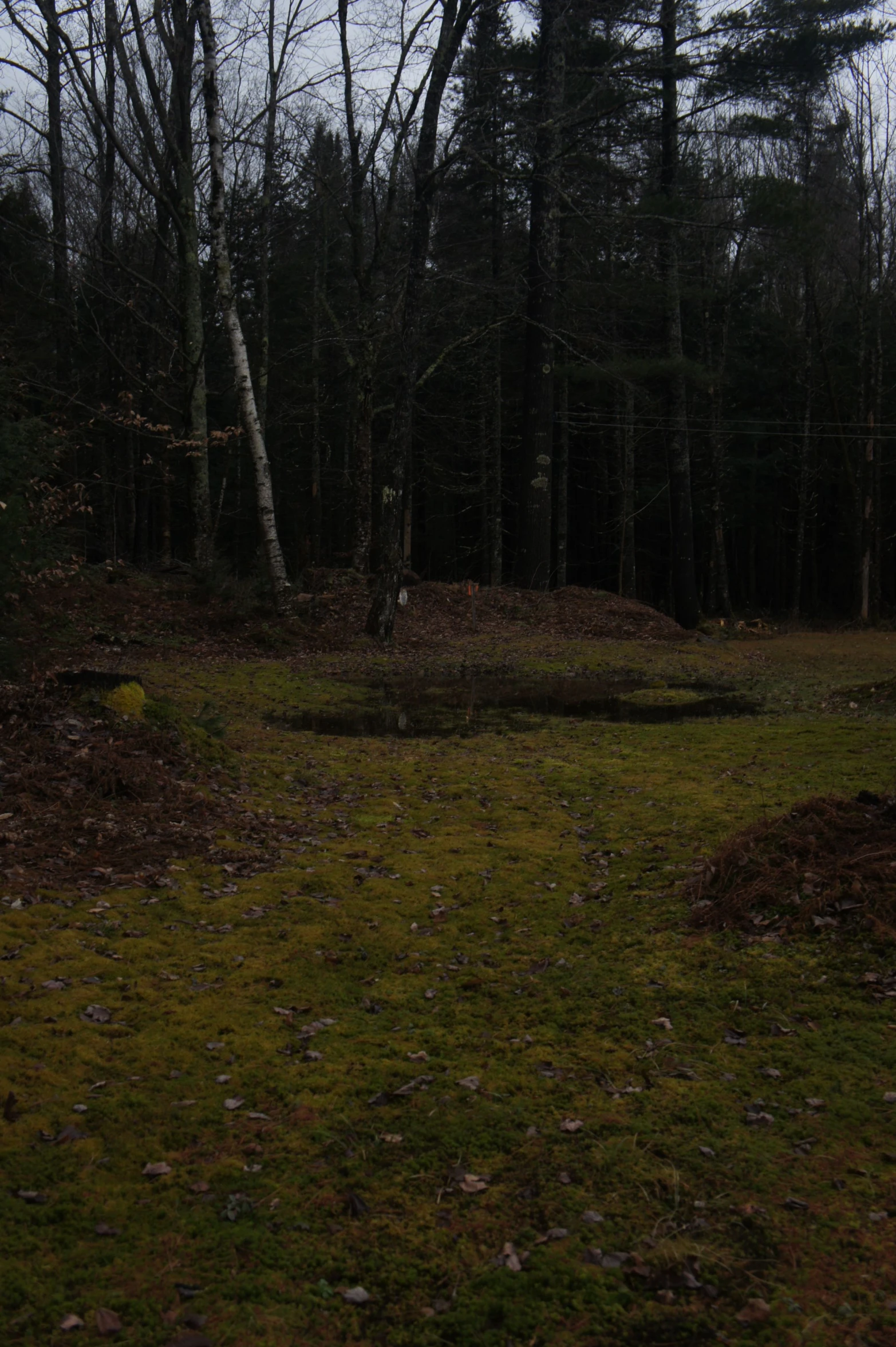 the woods have many leaf covered trees in it