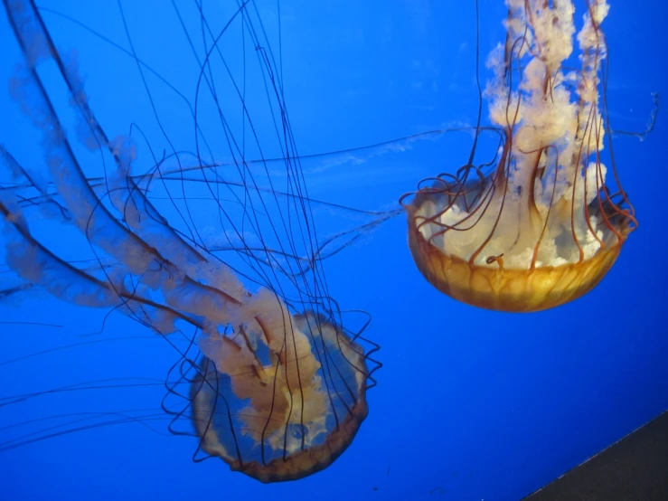 two large jellyfish are floating together in the water