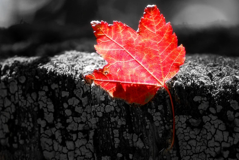 an image of a leaf on a wood background