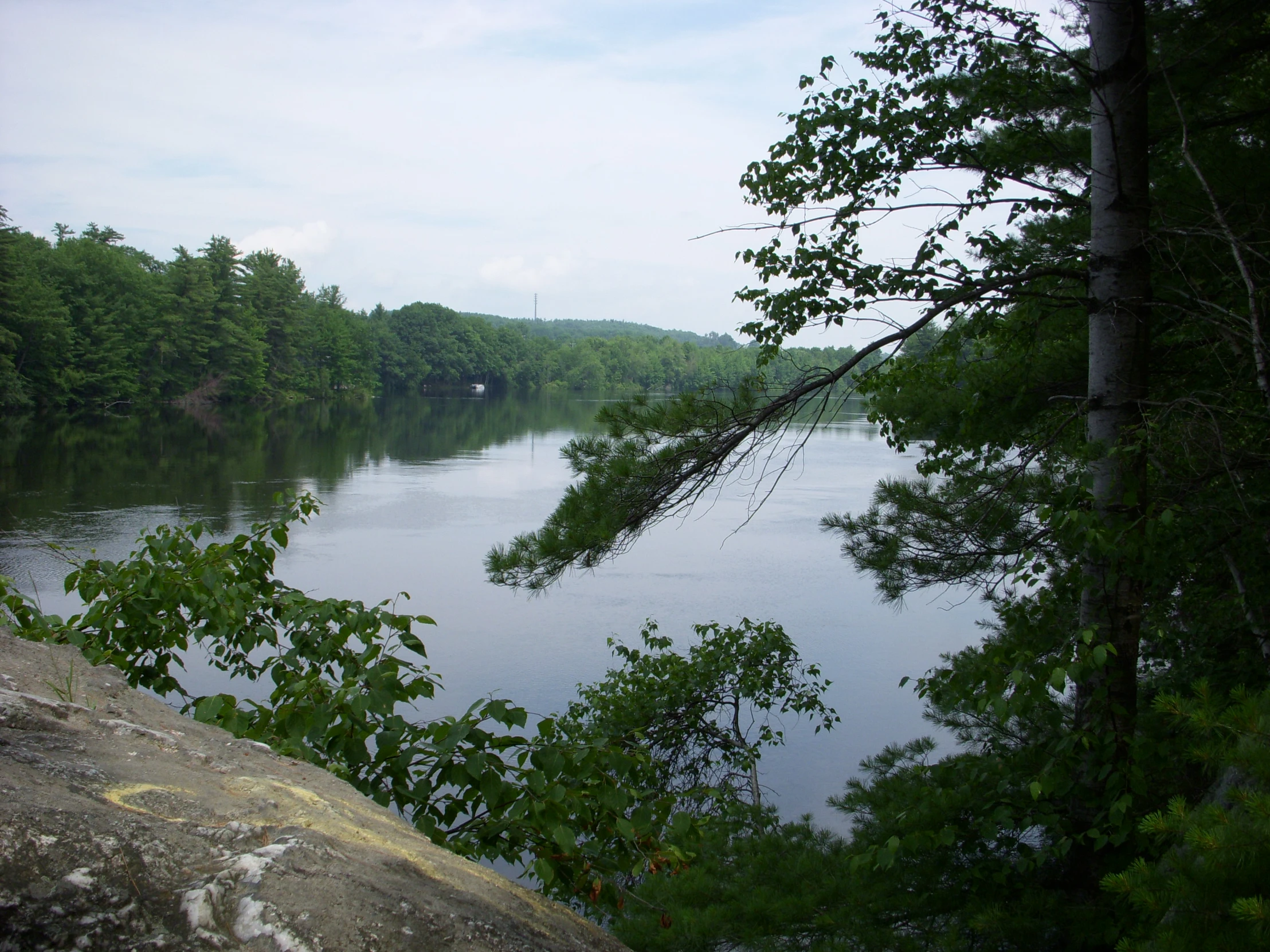 there is a view of a tree in the water