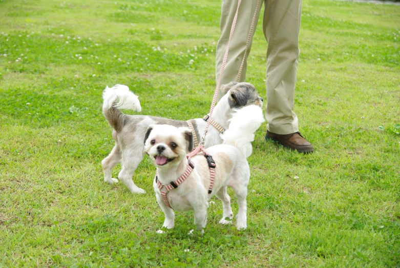 two dogs are being walked through a field