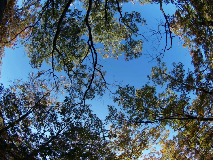 looking up into the canopy of several trees