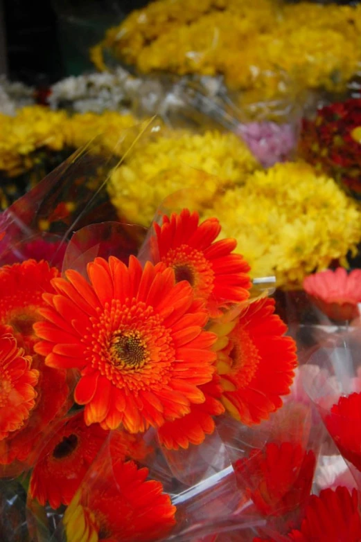 colorful flowers are displayed in large bags on display