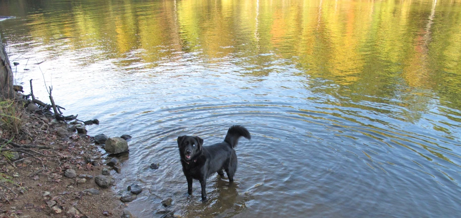 a black dog wades through the shallow water