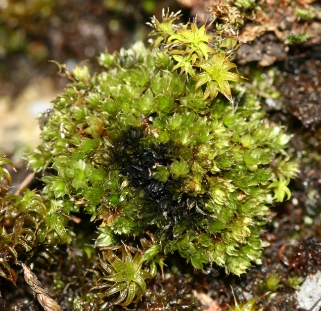 a close up view of an extremely colorful mossy plant