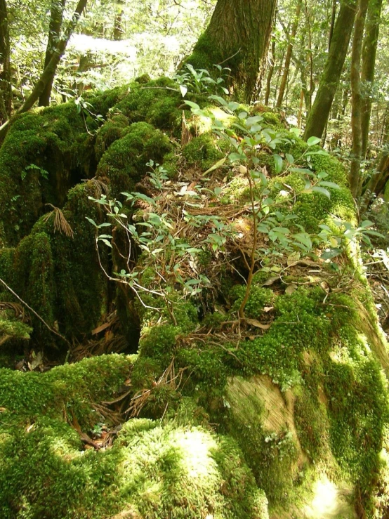 a mossy rock covered in trees and grass