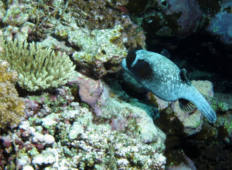 a small fish swimming over a colorful reef