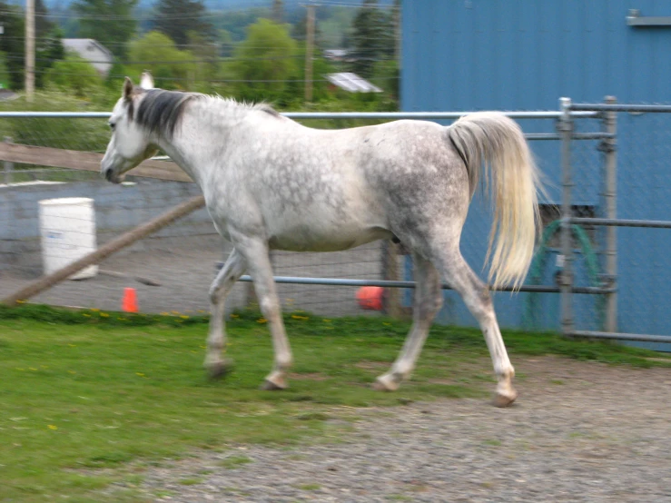 a gray horse with a blonde mane walking in a fenced area