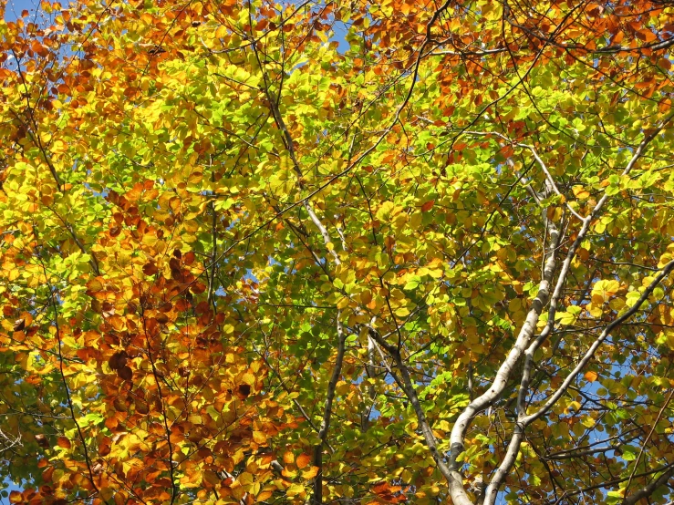 leaves, nches, and yellow on the trees are showing in fall
