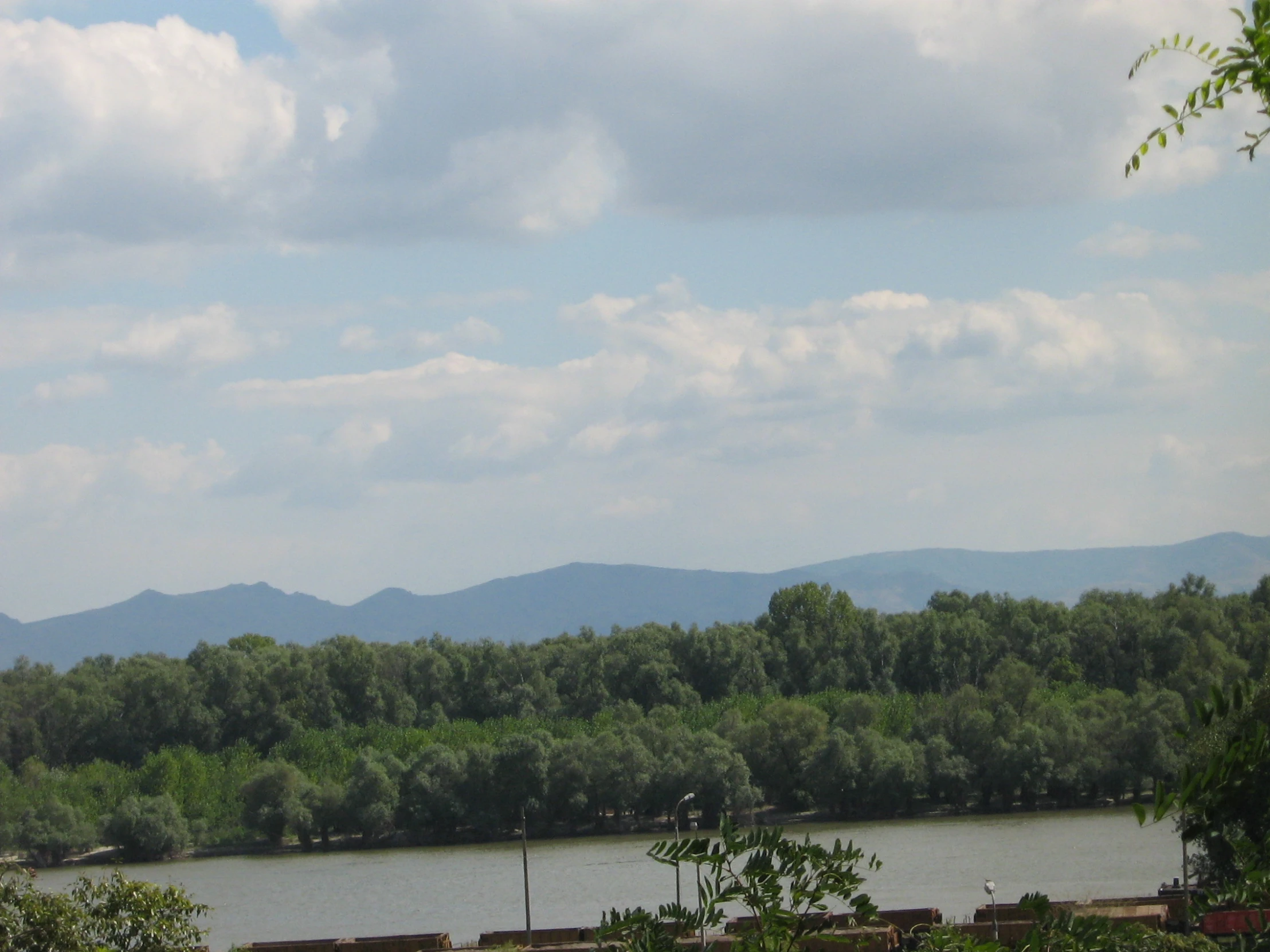 there is trees near a body of water