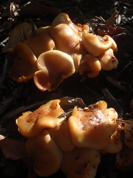 the mushroom are still attached to their respective leaves