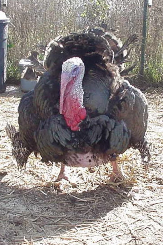 a close up of a turkey on the ground