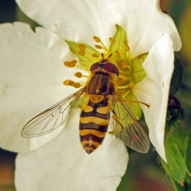 a close up of a bee on a flower