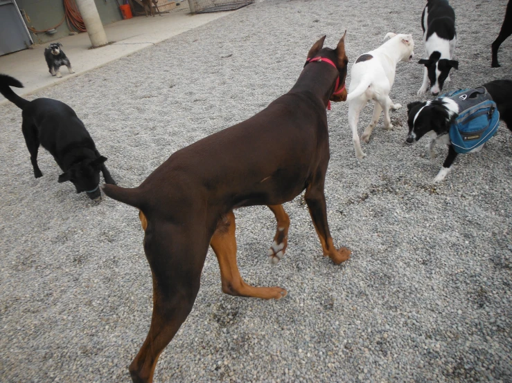a brown dog with a red collar standing next to several black and white dogs
