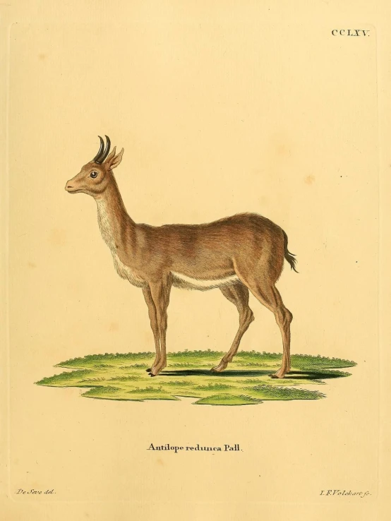an illustration of a deer standing on grass