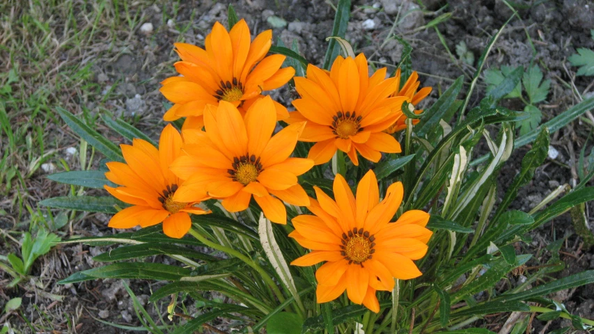 some orange flowers growing out of the ground