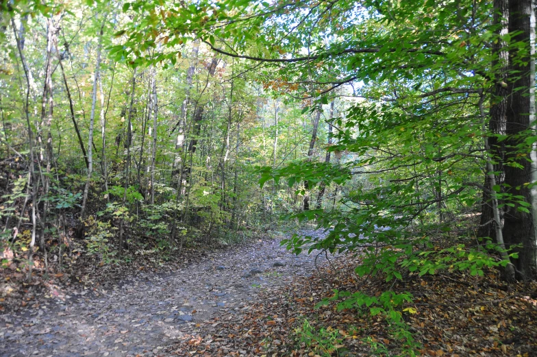 a dirt path running through a forest