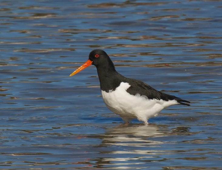 a black and white bird with a long orange beak walking through water