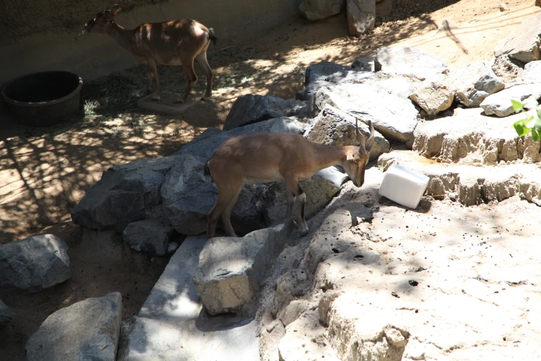 a goat next to a rock ledge in its enclosure