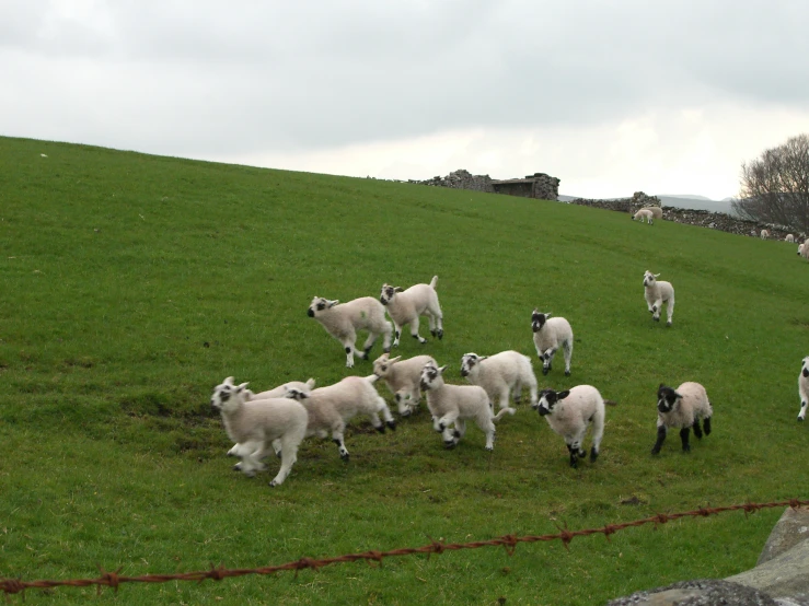 many sheep are running in the grass together