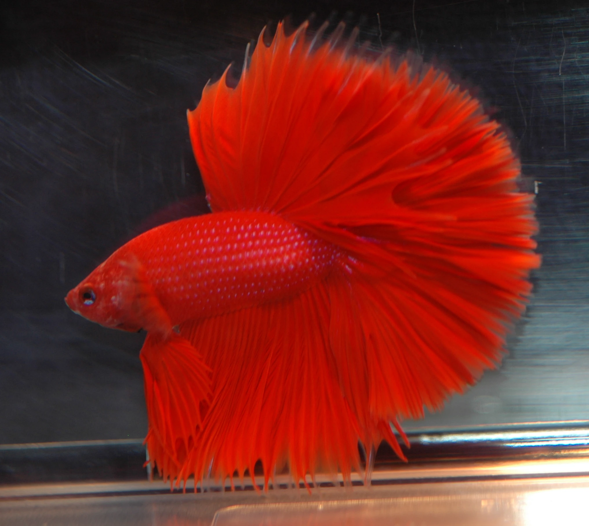 an orange fish with very thin wings sits on a reflective surface